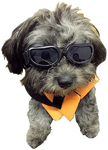 Dog Goggles for Small Dogs - shop.beachguide.com