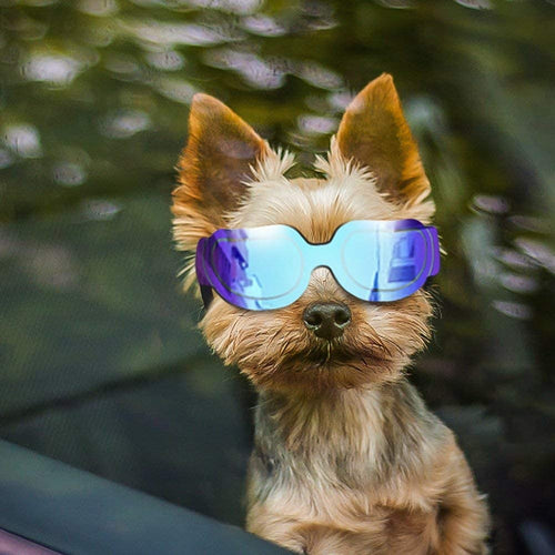 Small Dog Sunglasses - shop.beachguide.com