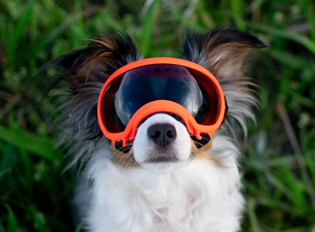 Rex Specs Dog Goggles